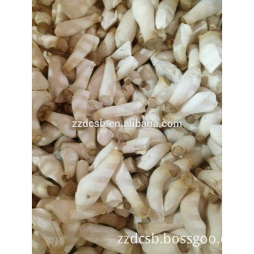 Good Quality Fresh Vegetables Abalone Mushrooms